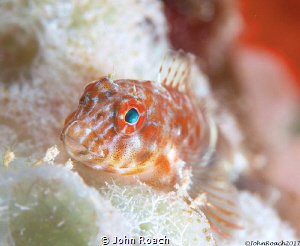 Orange Spotted Blenny
Hypleurochilus springeri
Bonaire ... by John Roach 